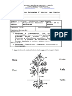 Plantas 1o básico: Estructuras, necesidades y ciclo de vida