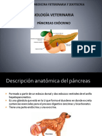 Fisiología Veterinaria Páncreas Exócrino