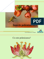 Prezentare Insecte Polenizatoare_RO