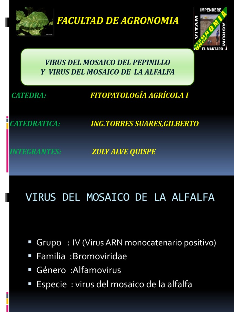 Virus Del Mosaico de La Alfalfa Ya | PDF | Virus | Alfalfa