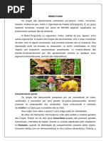 REINO FUNGI.docx