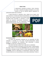 Reino Fungi: Características e Importância dos Fungos