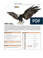 Bald Eagle: Assembly Instructions