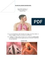 Anatomia Sistema Respiratorio