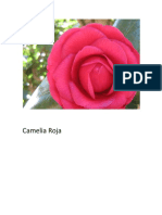 Camelia Roja