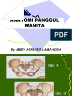 Anatomi Panggul Wanita