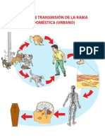 268 Ciclos de Rabia