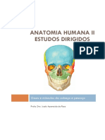 Anatomia Humana II Estudos Dirigidos