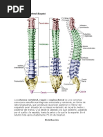 La Columna Vertebral