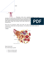 Sistem Peredaran Darah