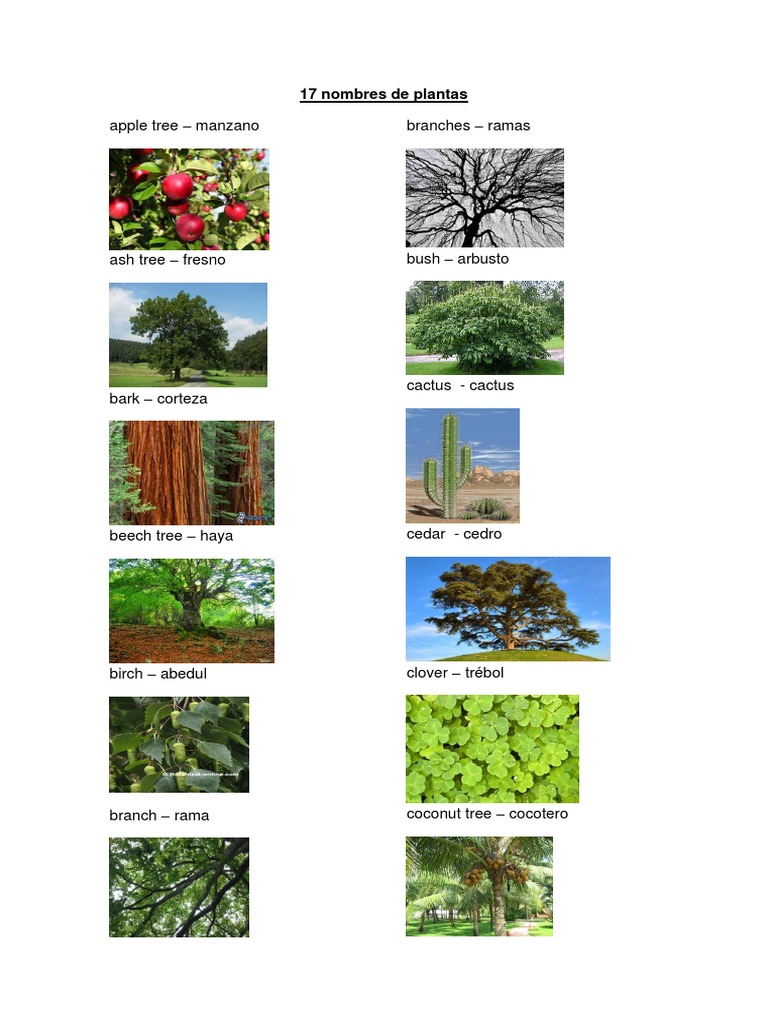 17 Nombres de Plantas en Ingles PDF