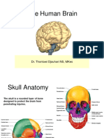 Anatomi Neurovascular DR - Tomy