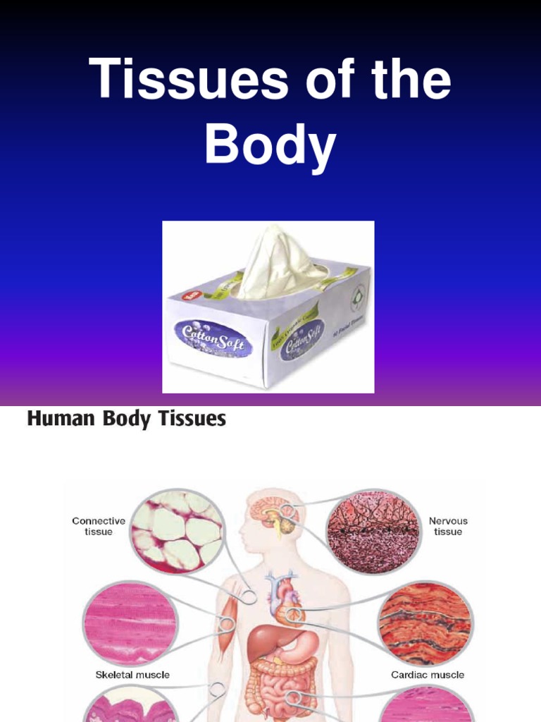 body-tissues-pdf-tissue-biology-epithelium