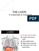 Liver Anatomy & Function