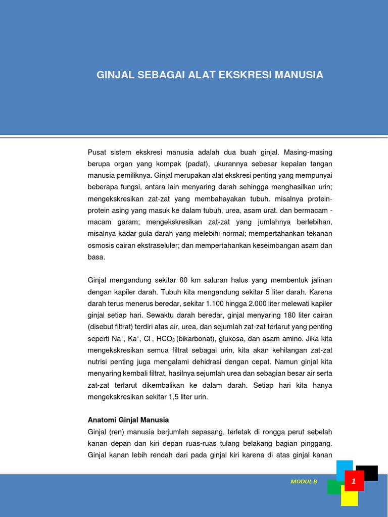 Unduh 6300 Koleksi Gambar Ginjal Sebagai Alat Ekskresi Terbaik 