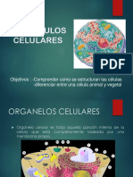 Organulos Celulares