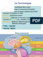 Cerebellum, Thalamus, and Hypothalamus