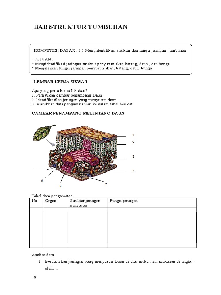  Lks  Struktur Dan  Fungsi Jaringan  Tumbuhan  Berbagai Struktur