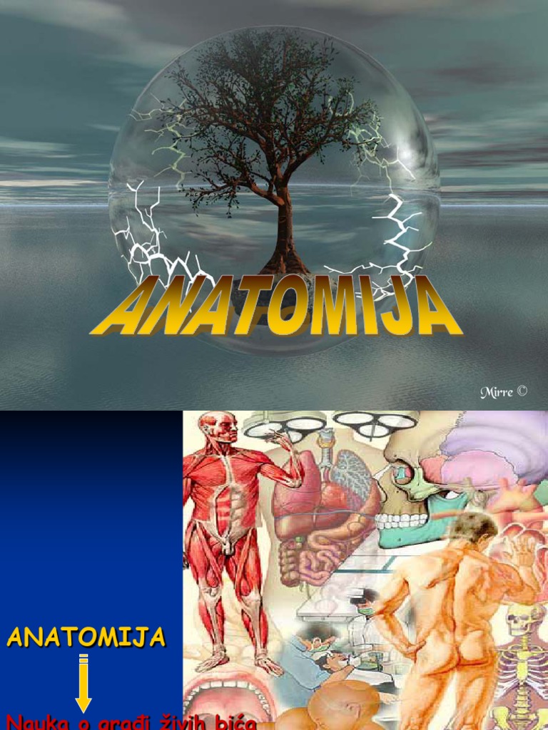 OSTEOLOGIJA | PDF