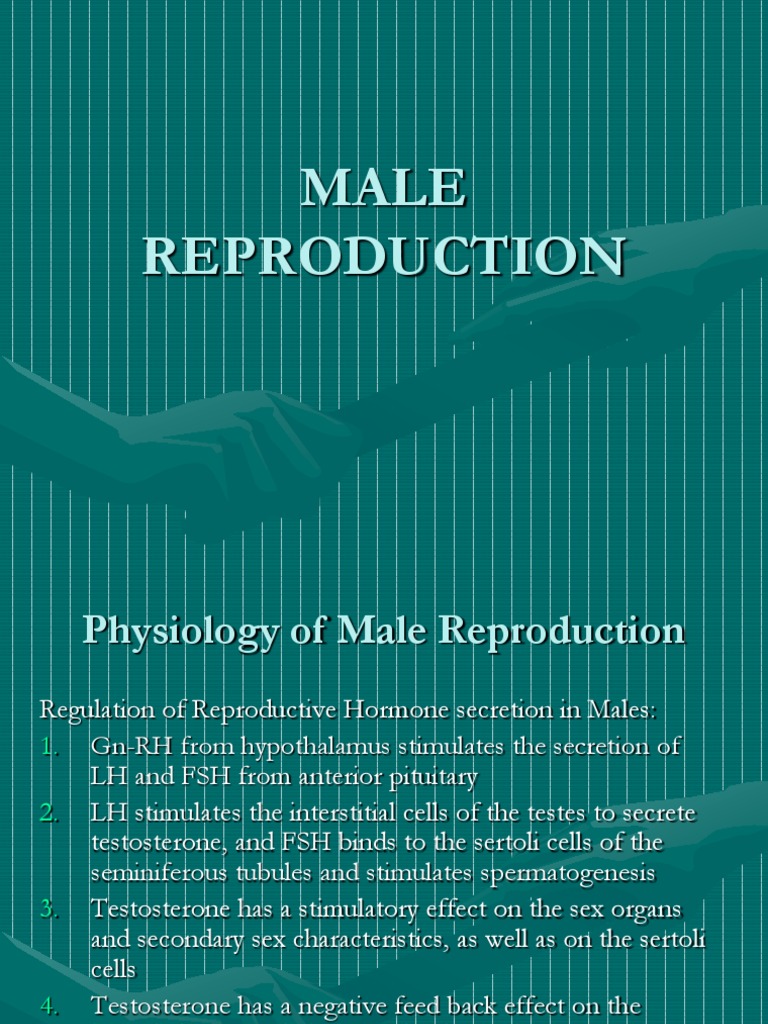 Male Reproductive Hormones Explained | PDF | Wellness | Science ...