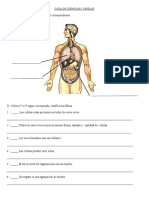 Niveles de Organzacion