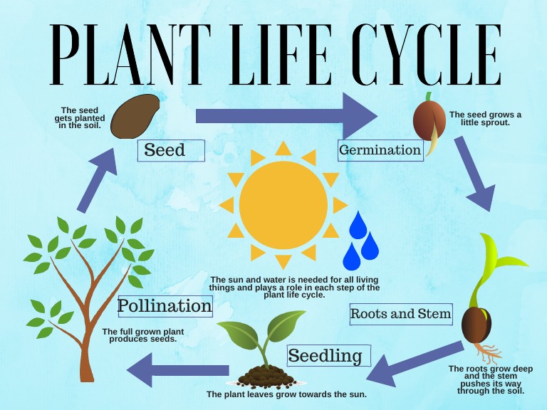 Plant Life Cycle 2 | PDF