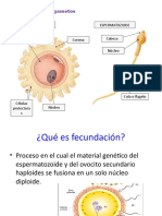 Los Gametos: Óvulo Espermatozoide Cabeza Citoplasma o Vitelo Núcleo Corona