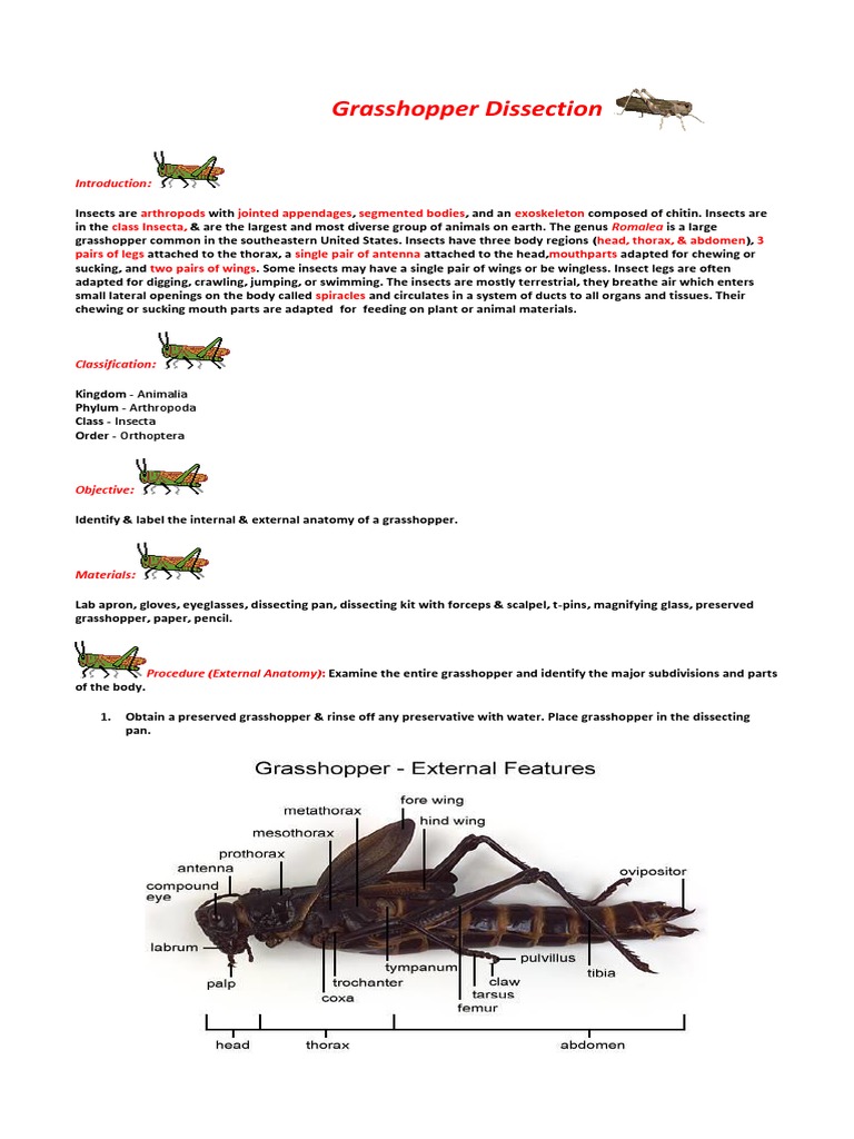 Grasshopper Dissection Guide and Anatomy | PDF | Insects | Arthropods