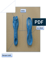 neuroanatomia.pptx