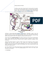 Sintesis Protein dalam 12 Biologi