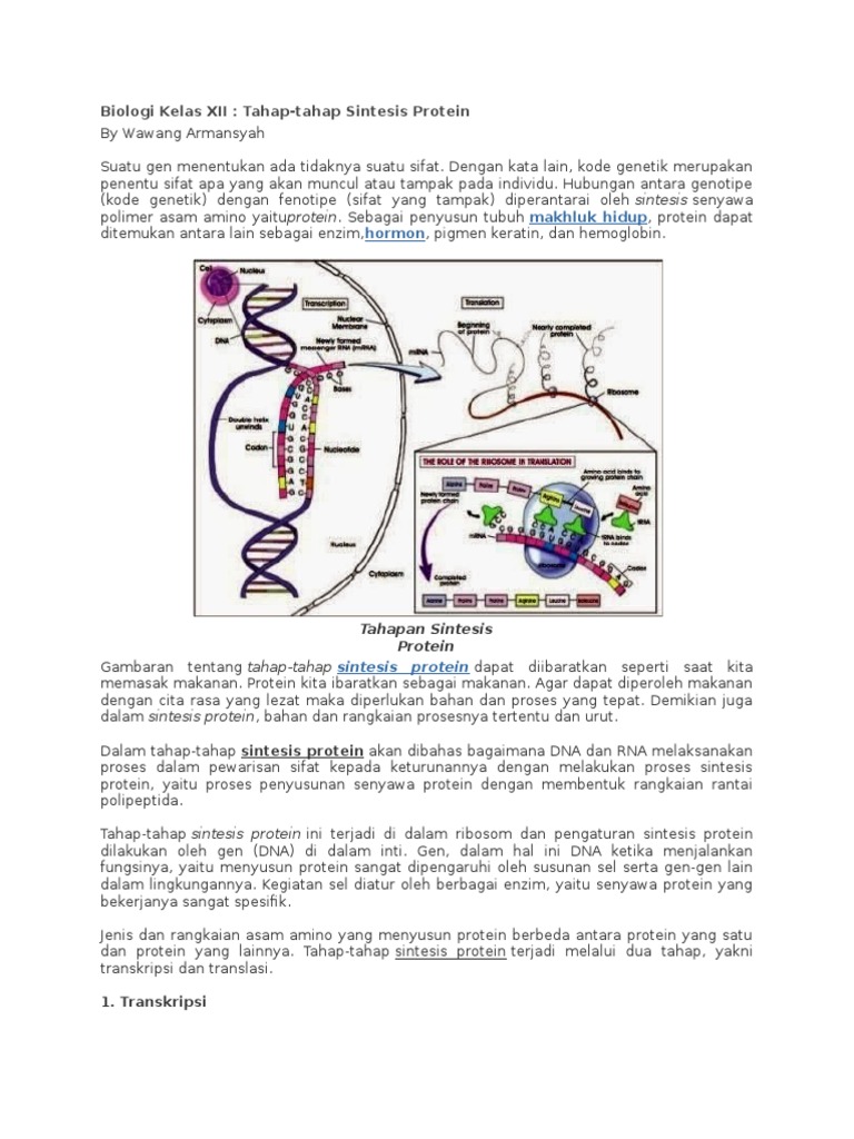 Tahapan Sintesis Protein Kelas XII | PDF | Sains & Matematika
