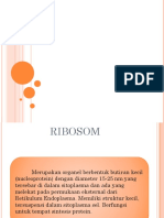 bsm ribosom