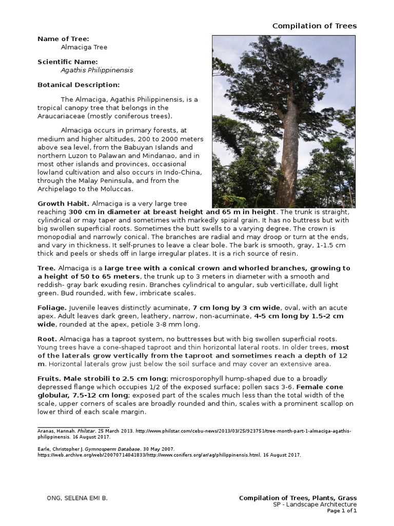 Almaciga Tree: Agathis Philippinensis Overview | PDF | Trees | Pinophyta