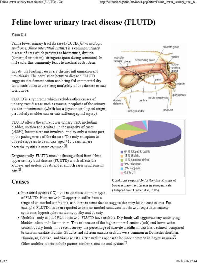 Feline Lower Urinary Tract Disease (FLUTD) Cat PDF Urinary