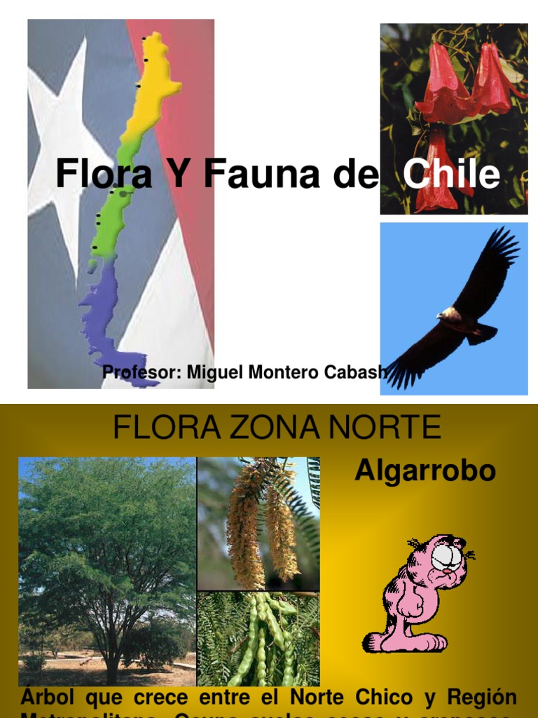 Flora y Fauna del Norte Chico de Chile | PDF