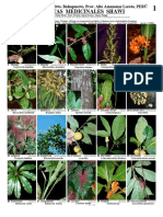 543 Plantas Medicinales Shawi A2 2 PDF