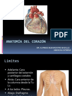 1. Anatomia y Fisiologia Cardiaca