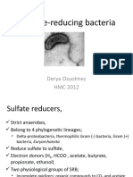 Sulfate-Reducing Bacteria Guide