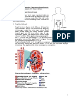 The Anatomy of Urinary