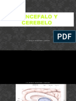 DIENCEFALO Y CEREBELO I (1).pptx