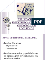 Pruebas de Identificacion Cocos Gram Positivo