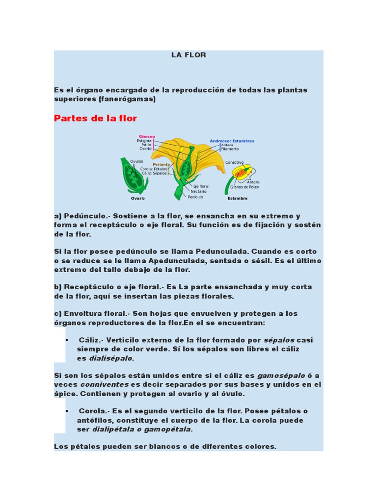 Partes y Estructura de la Flor | PDF | Flores | Interacciones biológicas
