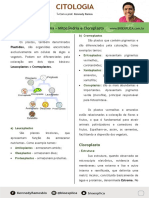 Citoplasma, mitocôndrias e cloroplastos