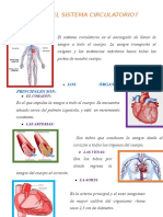 Qué Es El Sistema Circulatorio