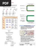 Gram Negative Bacteria 