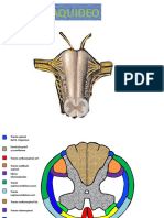 Cortes de Bulbo y Protuberancia