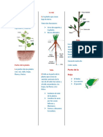 Las Plantas 5 Gardo Pedro 10