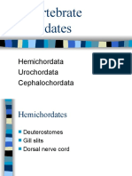 Invertebrate Chordates: Hemichordata Urochordata Cephalochordata