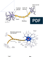 Celulas Cerebrales