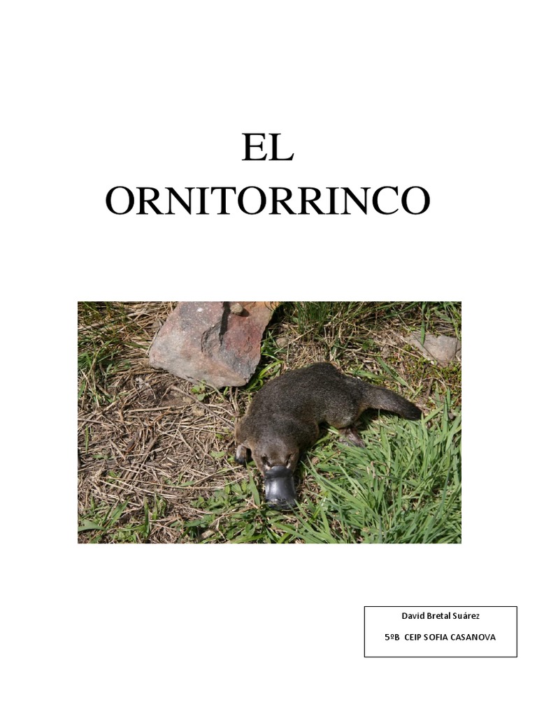 Ornitorrinco: Mamífero Venenoso y Único | PDF | Organismos | Naturaleza